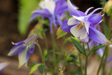 Closeup of purple columbine (Aquilegia) flowers against a blurred background.