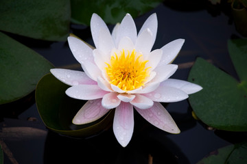 Water lily　purity of heart　　flower