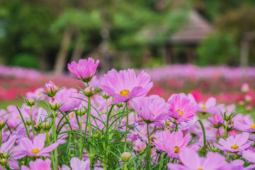 Selective focus pink cosmos bloomomg in the park