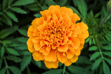 Selective focus marigold