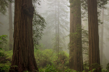 Foggy coastal redwood (Sequoia sempervirens) forest in Northern California, in the early morning...