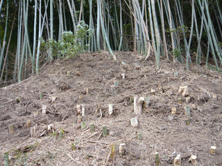伐採される竹林
