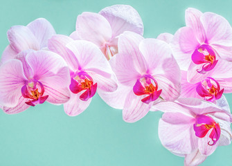 The flowers of light purple phalaenopsis known as orchid butterflies in flight. A closeup.