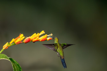 Hummingbird and Flower in Ecuador 