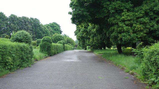 Beautiful view of nature, dawn in the morning park, green grass and paved path. Concept, morning freshness and coolness.