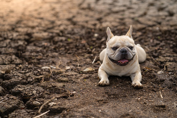 Fototapeta premium Cute french bulldog lying on dry cracked ground at pond in summer.