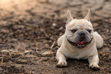 Cute french bulldog lying on dry cracked ground at pond  in summer.