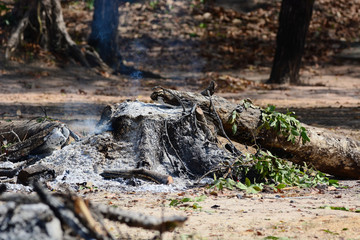 be on fire tree in forest.