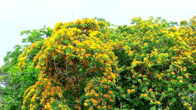 Burma padauk tree yellow flowers blooming and swing by wind