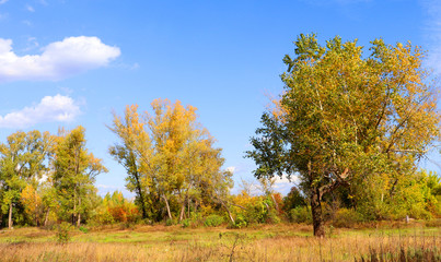Autumn landscape in forest