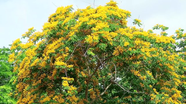 Burma padauk yellow tree flowers blooming and swing by wind blur sky
