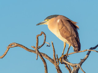 A Nankeen Night Heron on a Tree