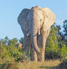 Close Encounter With a Large Elephant