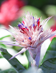 Aechmea fasciata or Silver vase colorful flower plant bloomin in park background