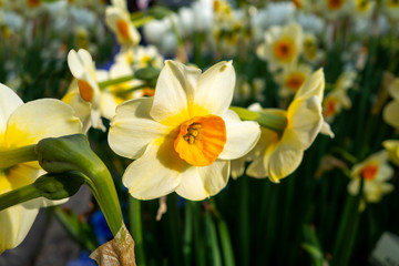 Fototapeta premium Yellow orange Paperwhite narcissus outdoor garden flower Plants