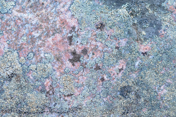 Lichen-covered stone surface, Greenland tundra