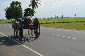 Fototapeta premium cow and carriage