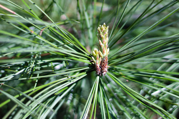 Fototapeta premium Blooming pine bud in spring