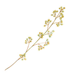 watercolor branch with yellow-blue round berries