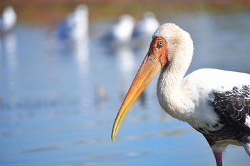 Close-up of Stork