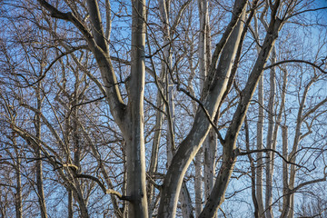 Bare treetop of beech trees without leaves