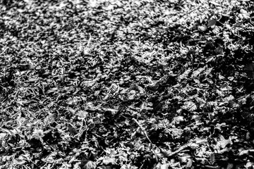 black and white background