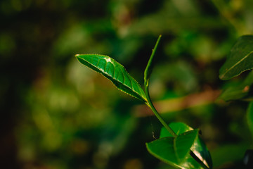 Peak season of tea leaves, young shoots for use as a fine tea from the top of the mountain.