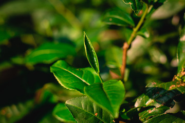 Peak season of tea leaves, young shoots for use as a fine tea from the top of the mountain.