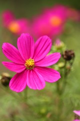 Obraz premium Pink flowers on a green background. Pink daisy flower.Floral bright summer background.Summer flowers pink color close-up.Floral delicate wallpaper