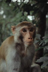 Mono en parque nacinal