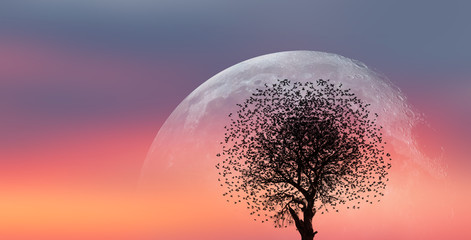 A silhouette of large bird flock with lone dead tree and super moon against amazing sunset ...