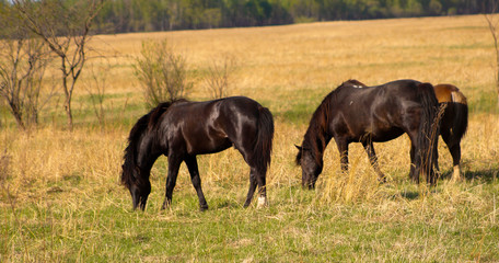 Three horses on a background of spring nature