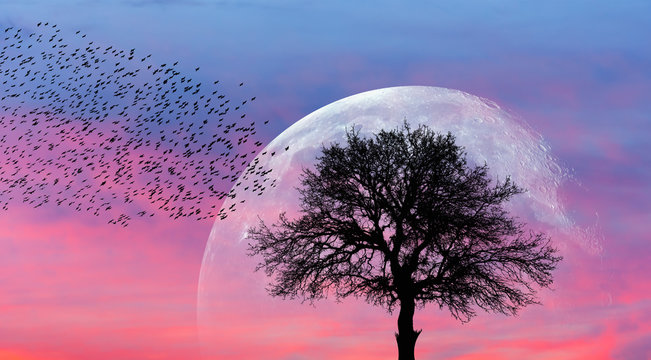 A silhouette of large bird flock with lone dead tree and super moon against amazing sunset  "Elements of this image furnished by NASA "