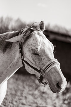 Beautiful portrait of horse with bridle.
