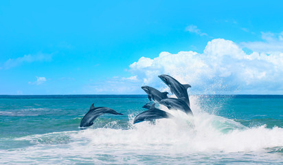 Group of dolphins jumping on the water - Beautiful seascape and blue sky