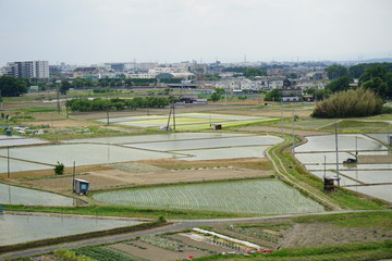 川越脇田町の田んぼ
