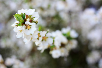White cherry flowers on a branch