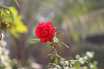 Obraz premium red rose flower