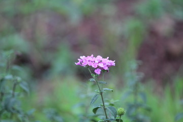 purple flowers in the garden