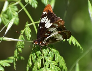 Lorquin's Admiral (Limenitis lorquini), with its wings vertical, perched on a leaf, near Watsonville Slough.