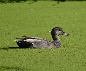 A male gadwall (Mareca strepera) swims in the waters of Watsonville Slough, pushing through a layer of green water plants.