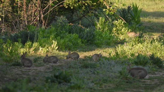 Wildkaninchen (Oryctolagus cuniculus)