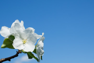 Inflorescence of white flowers of an apple tree close-up on a background of blue sky.