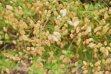 絡み合った小判草の花