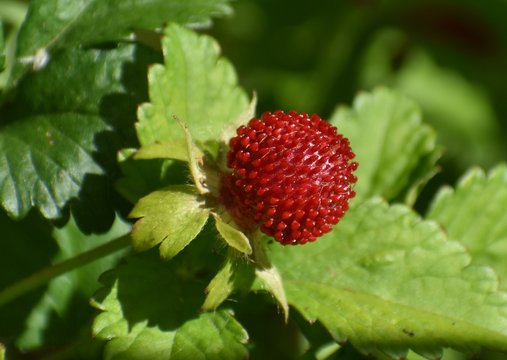 The colorful fruit of Duchesnea indica, known as the mock strawberry.