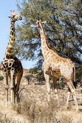 Two giraffe browsing tree tops