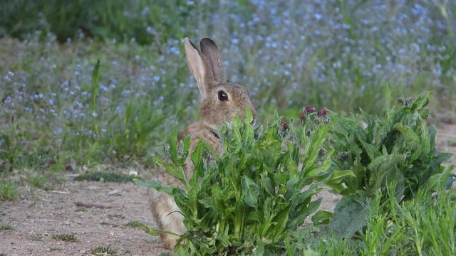 Wildkaninchen (Oryctolagus cuniculus)
