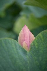 lotus bloom purity of heart