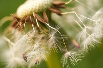 dandelion seed head