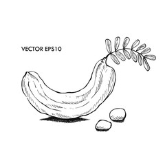 Illustration hand drawn sketch Tamarind  on white background, outline monochrome ink style for artwork, logo, packaging vector eps10.